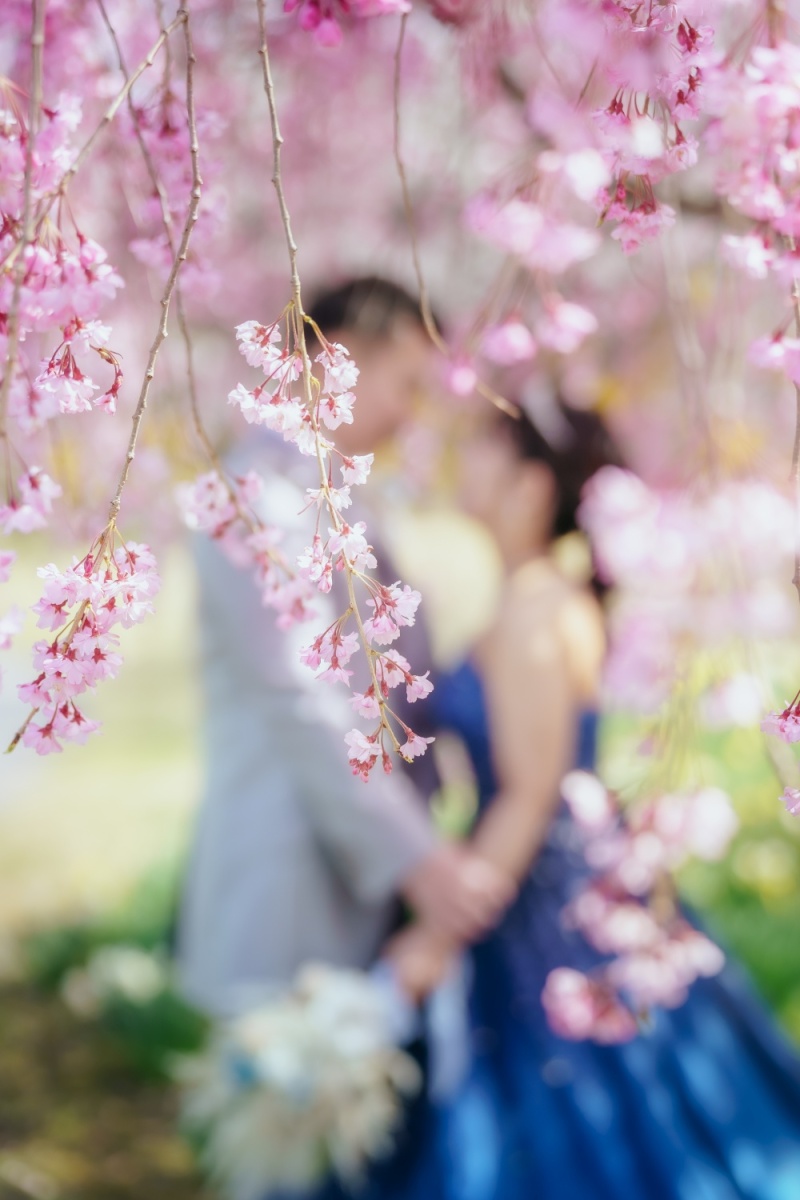 しだれ桜