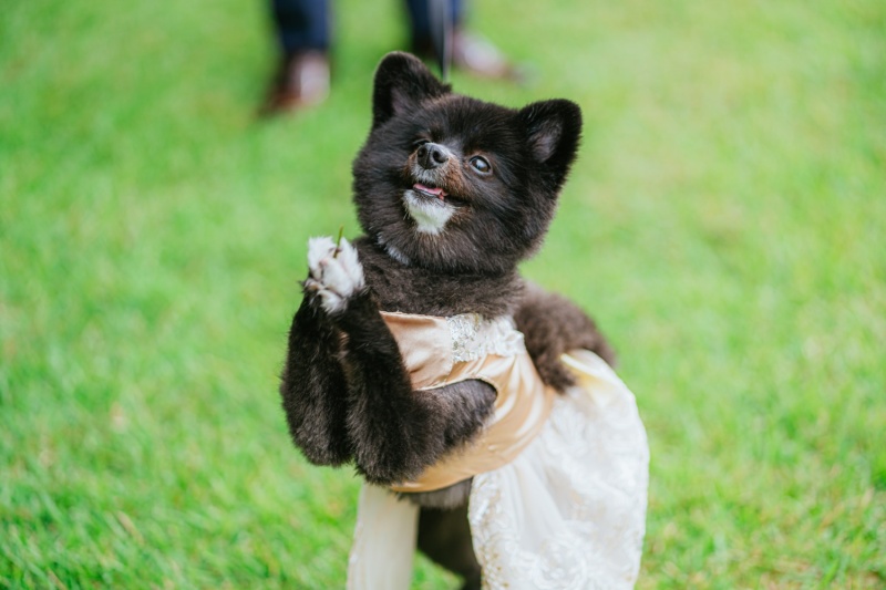 ワンちゃんソロ２