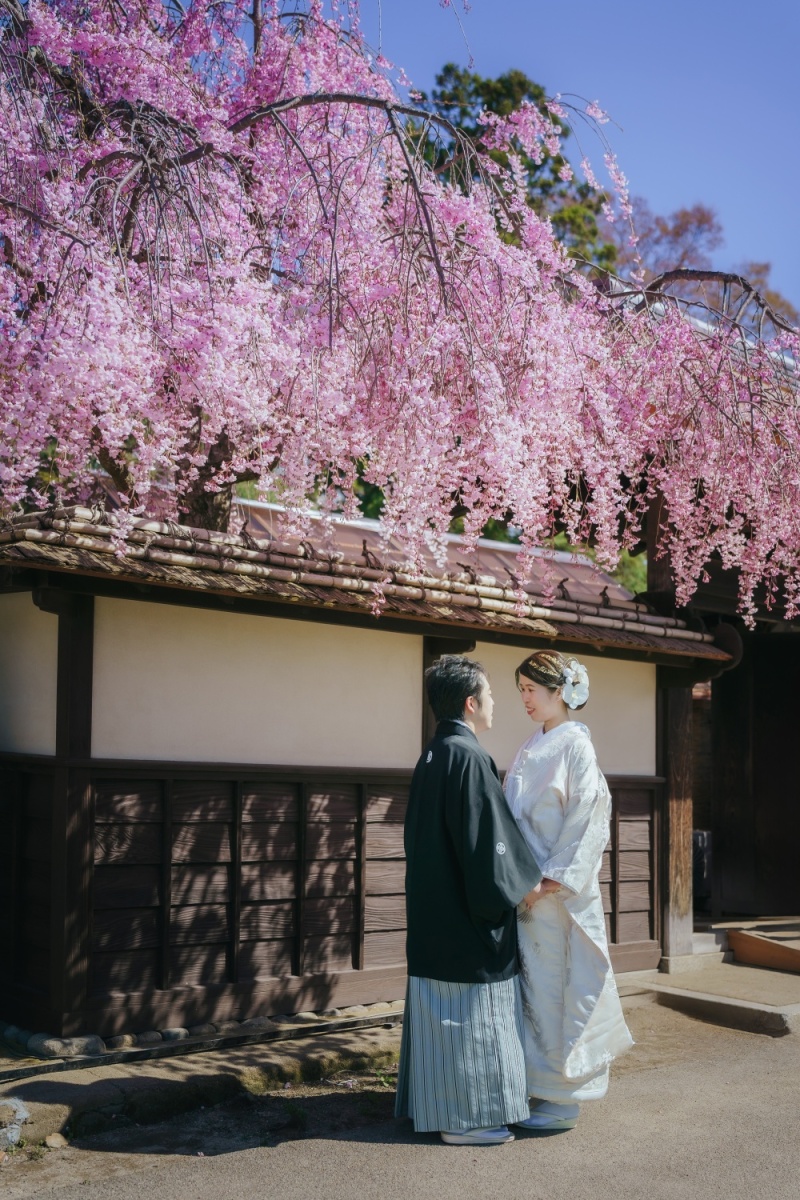 しだれ桜
