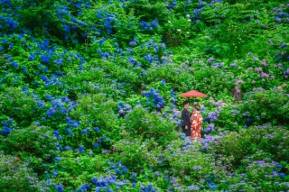 スタジオ＋旧堀切邸＋紫陽花寺