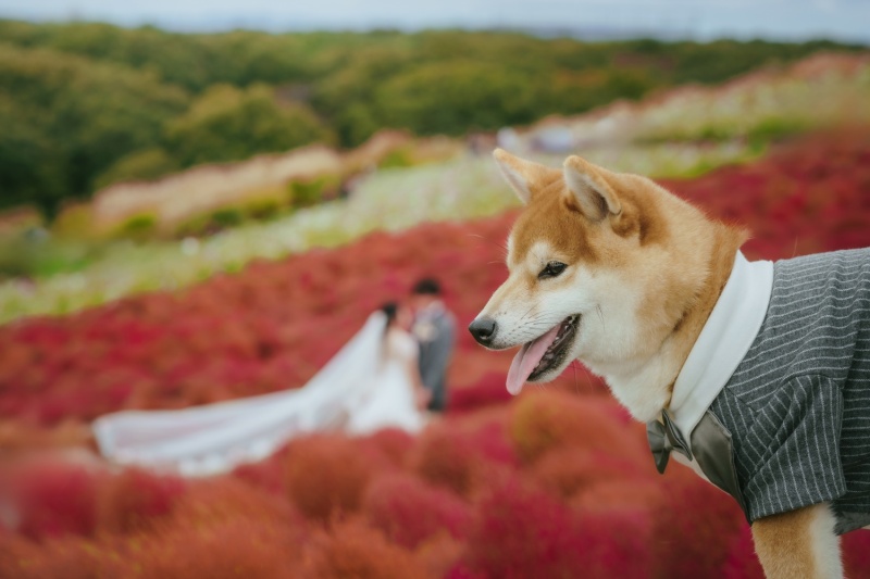 海＋ひたち海浜公園　会津武家屋敷