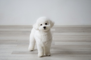 スタジオ＋民家園