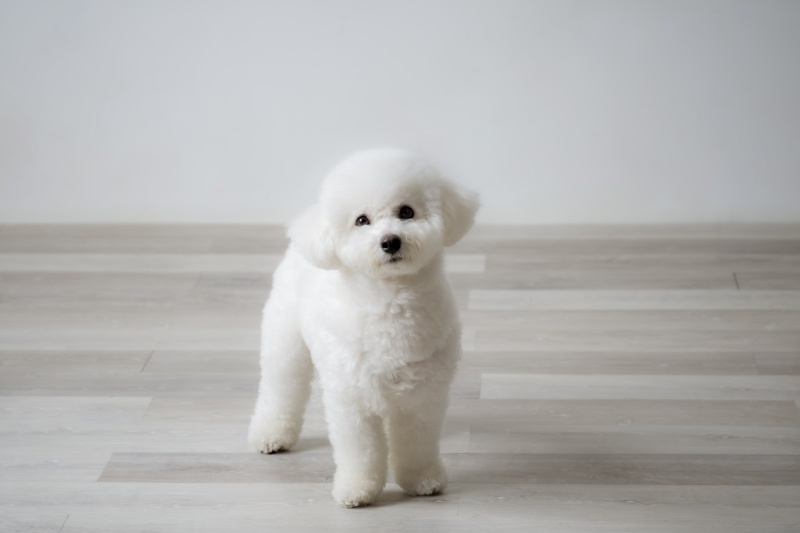 スタジオ+民家園