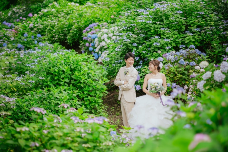 紫陽花