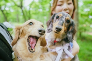 ウエディングドレス クロエ_PET