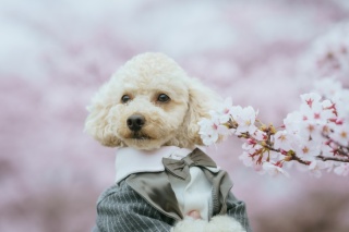 ウエディングドレス クロエ_PET