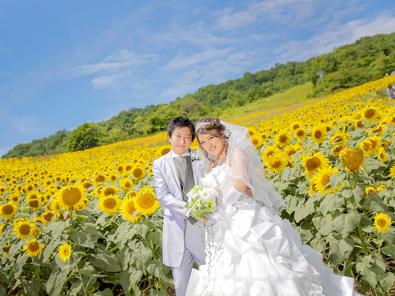 三ノ倉スキー場 ひまわり畑