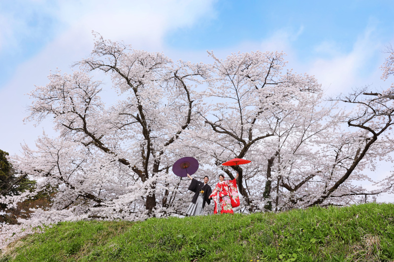 桜の咲く丘で♪