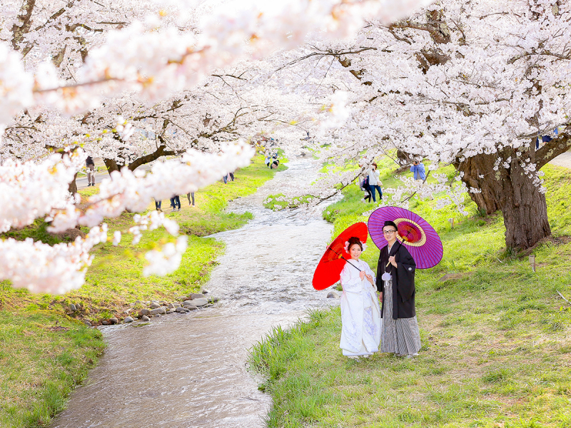 桜×観音寺川