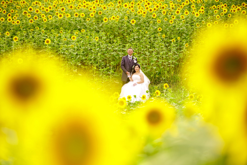日暮れのひまわり畑で