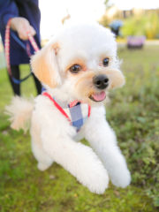 ペットとの撮影(ロケーション)