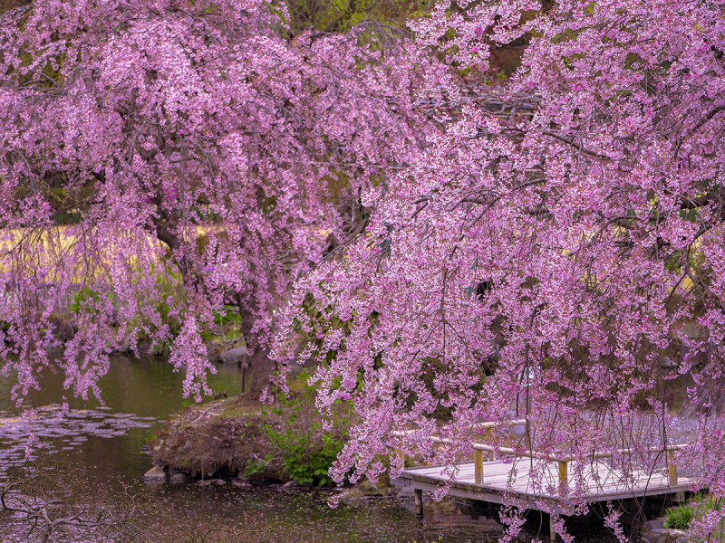 『桜』緑水苑撮影－和装－【撮影全データ付き】追加料金０円！！　