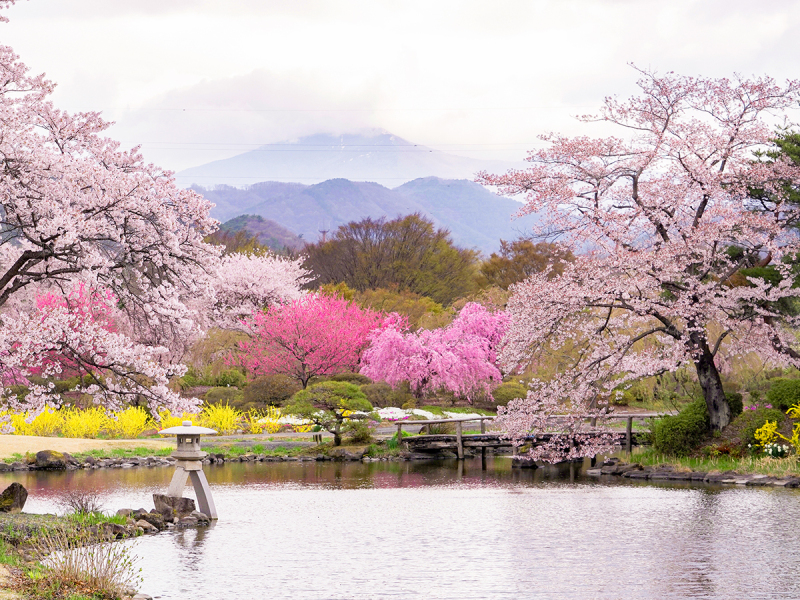 『桜』緑水苑撮影－和装－【撮影全データ付き】追加料金０円！！　