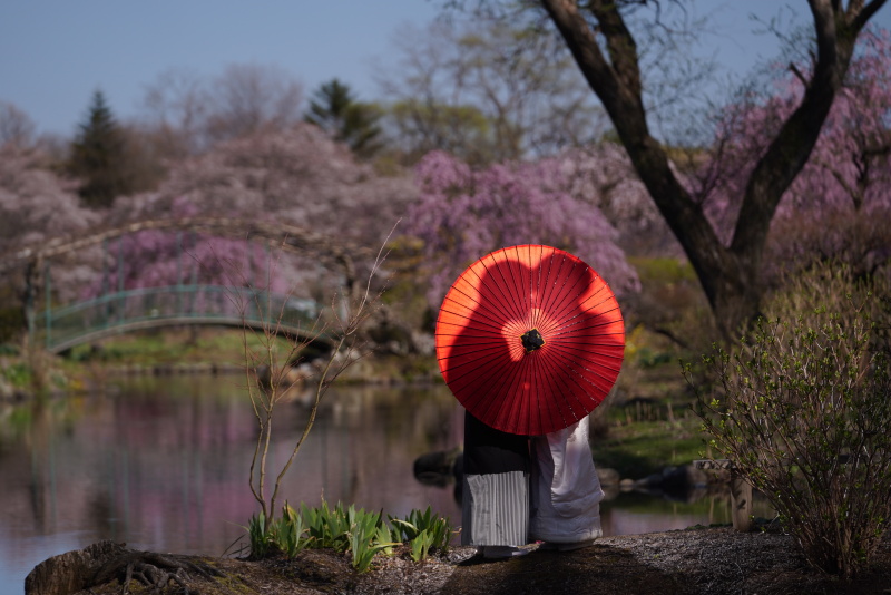 『桜』緑水苑撮影－和装－【撮影全データ付き】追加料金０円！！　