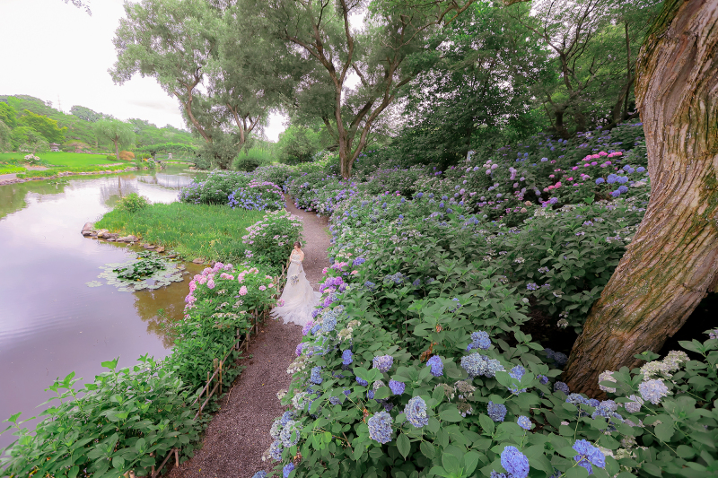 7月限定 あじさい 緑水苑 洋装 全データプラン　　　 通常価格より20％OFF　￥185,000&rarr;￥148,000