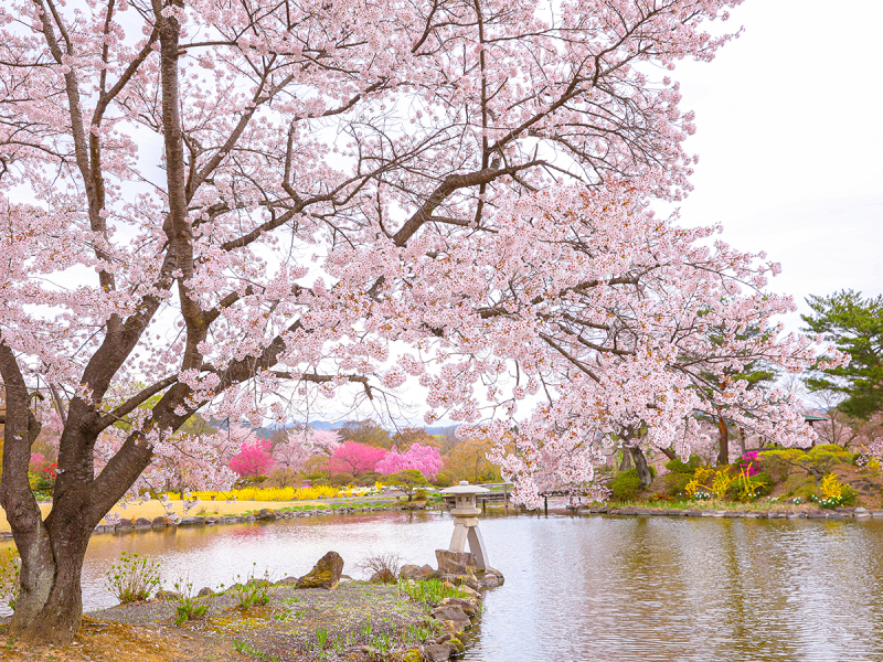 『桜』緑水苑撮影－和装－【撮影全データ付き】追加料金０円！！　