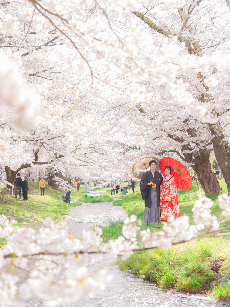 『桜』猪苗代撮影－和装－【撮影全データ付き】追加料金０円！！　