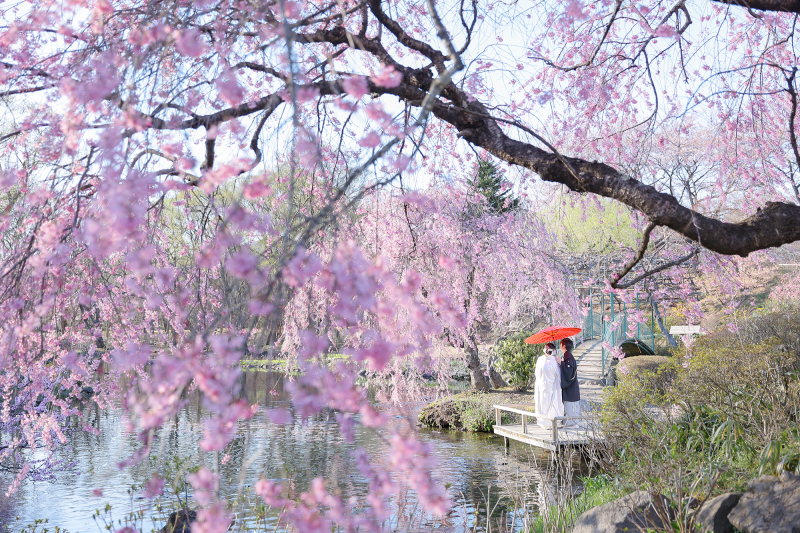 『桜』緑水苑撮影－和装－【撮影全データ付き】追加料金０円！！　