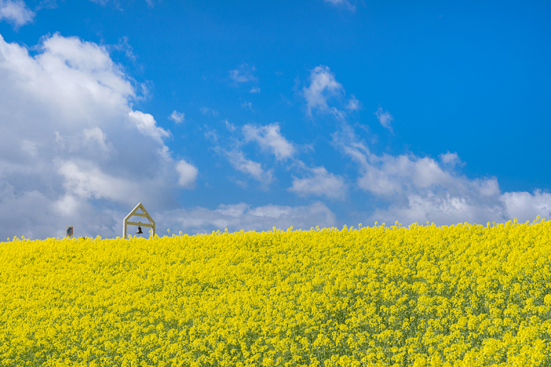 菜の花 三ノ倉 洋装 全データ プラン 通常価格より20％OFF 　　￥170,000 &rarr;￥136,000