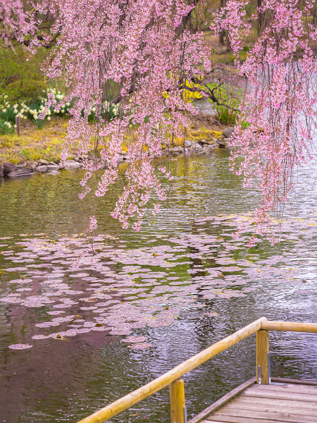『桜』緑水苑撮影－和装－【撮影全データ付き】追加料金０円！！　