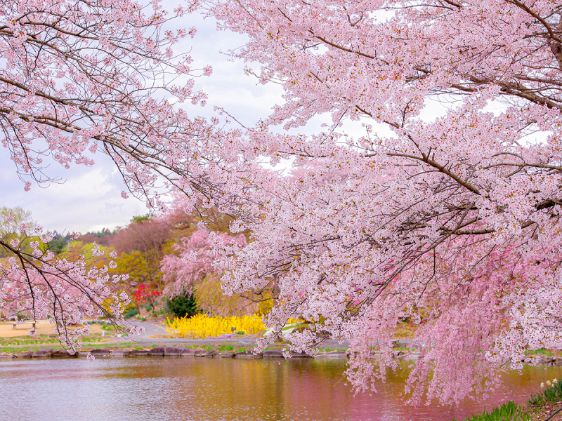 『桜』緑水苑撮影－和装－【撮影全データ付き】追加料金０円！！　