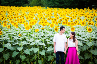 ひまわり畑でエンゲージメントフォト♡その①