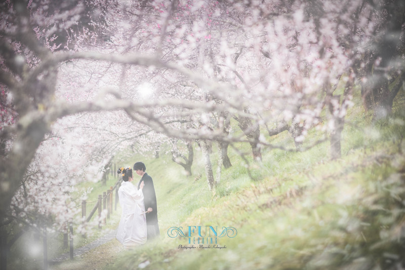 桜の見頃は、梅林も。