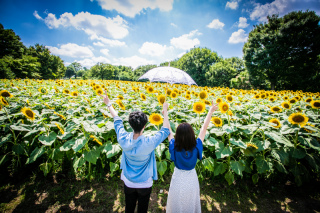 ひまわり畑エンゲージメントフォト♡その④