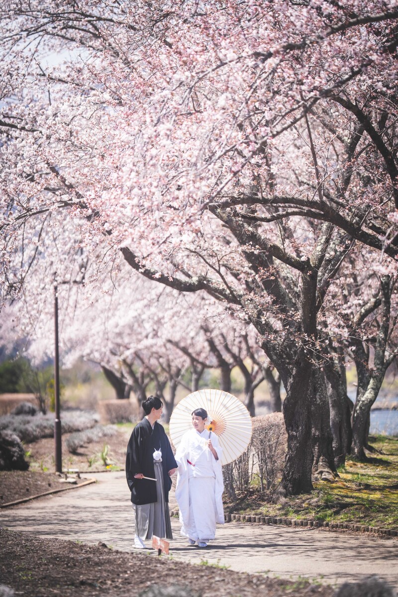 桜満開の並木道でおさんぽ気分