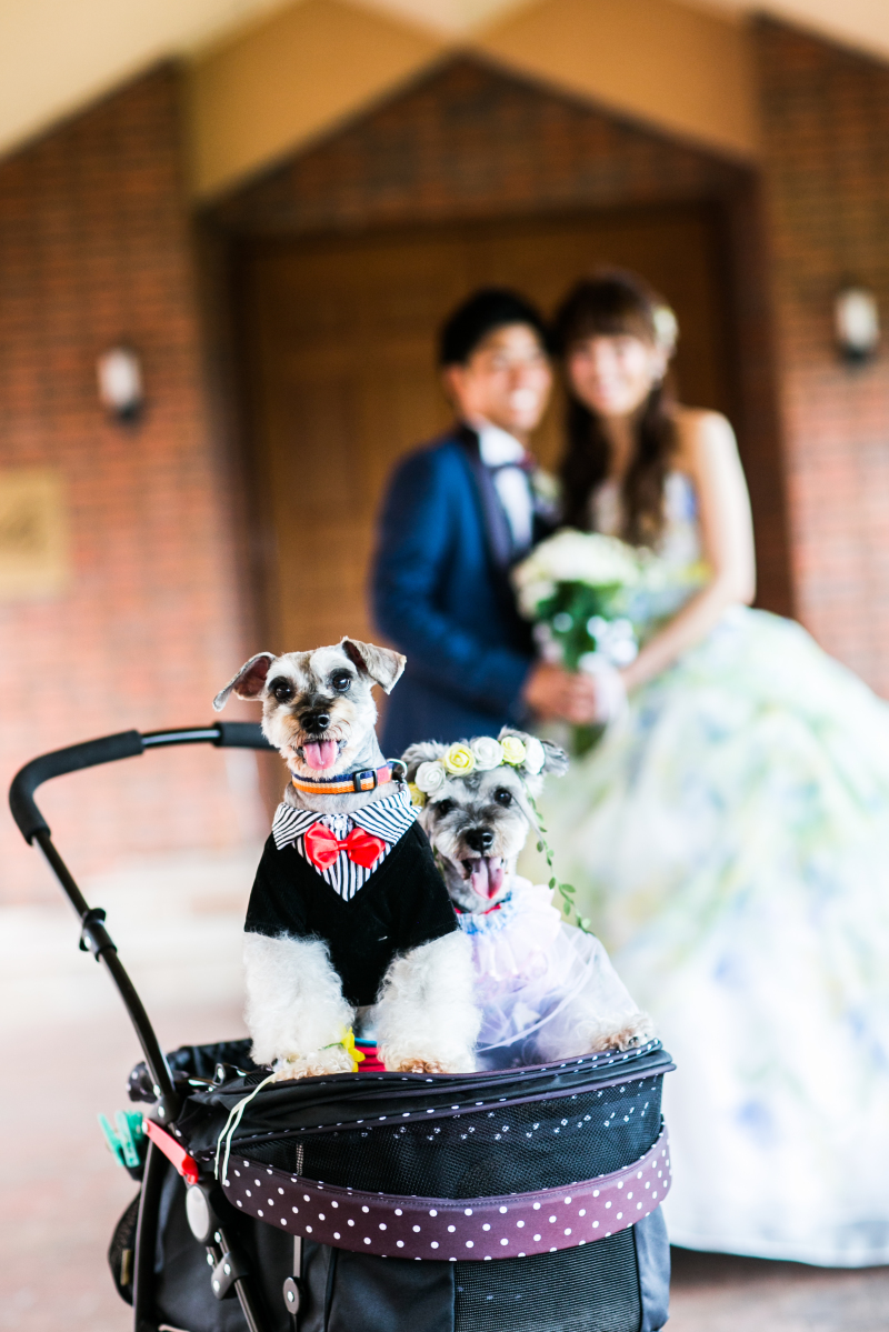 前撮り2着♡大好きな愛犬と