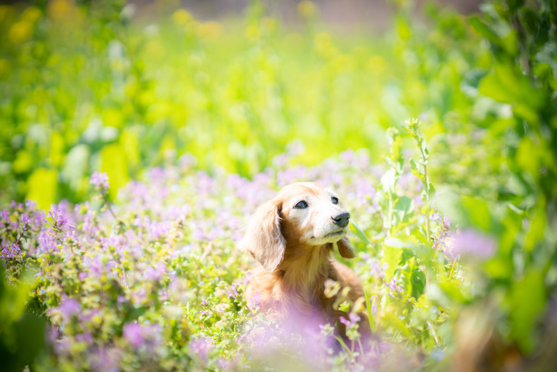 MK Wedding Photography【produce by funwedding】_ペットと一緒に撮影できる