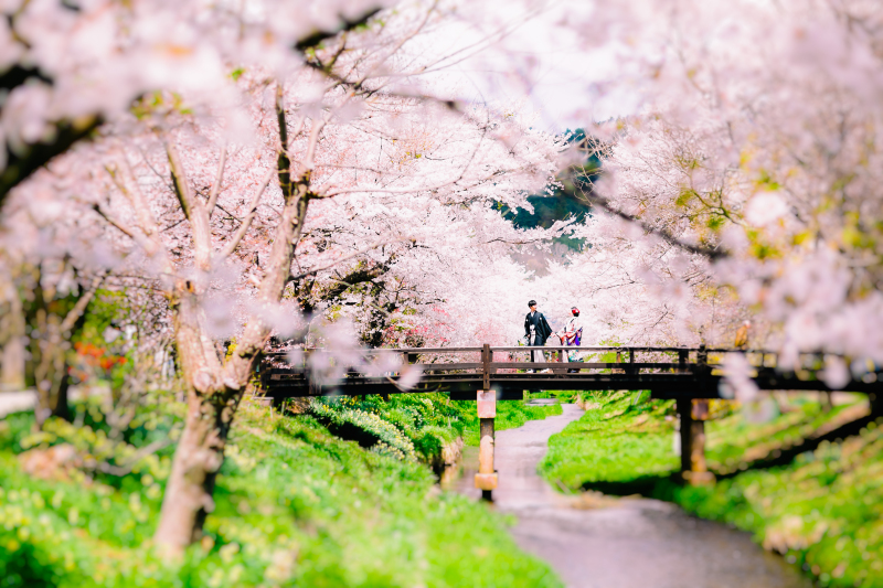 《 桜ロケーション 》和装１着｜トップフォトグラファー撮影 / 全データ＆レタッチ写真付 ＋ 選べるアルバム特典