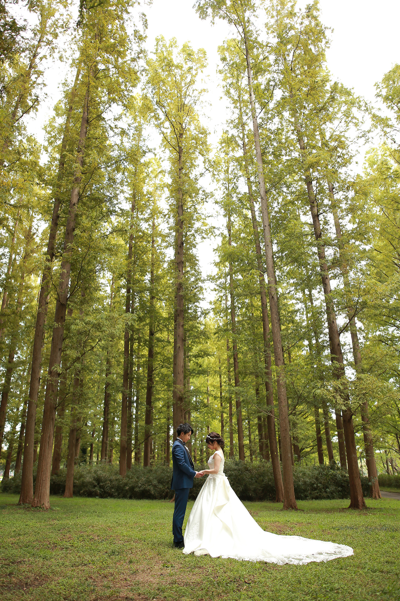 美しいポプラ並木をバックに