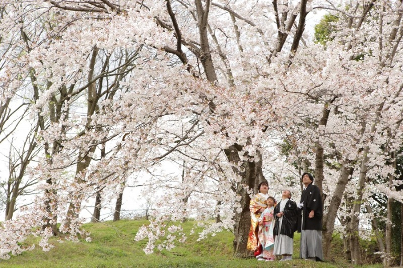 桜満開の下で