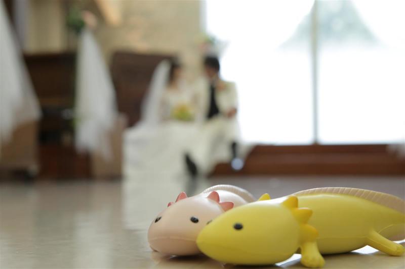 ウーパールーパー