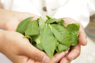 お茶葉シャワー★