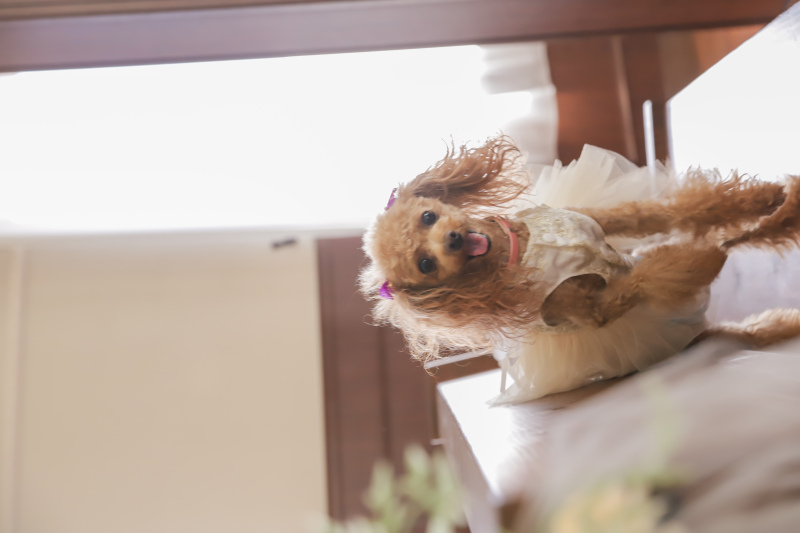 リングセレモニー～ワンちゃん参加