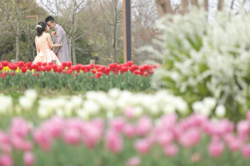 チューリップ畑