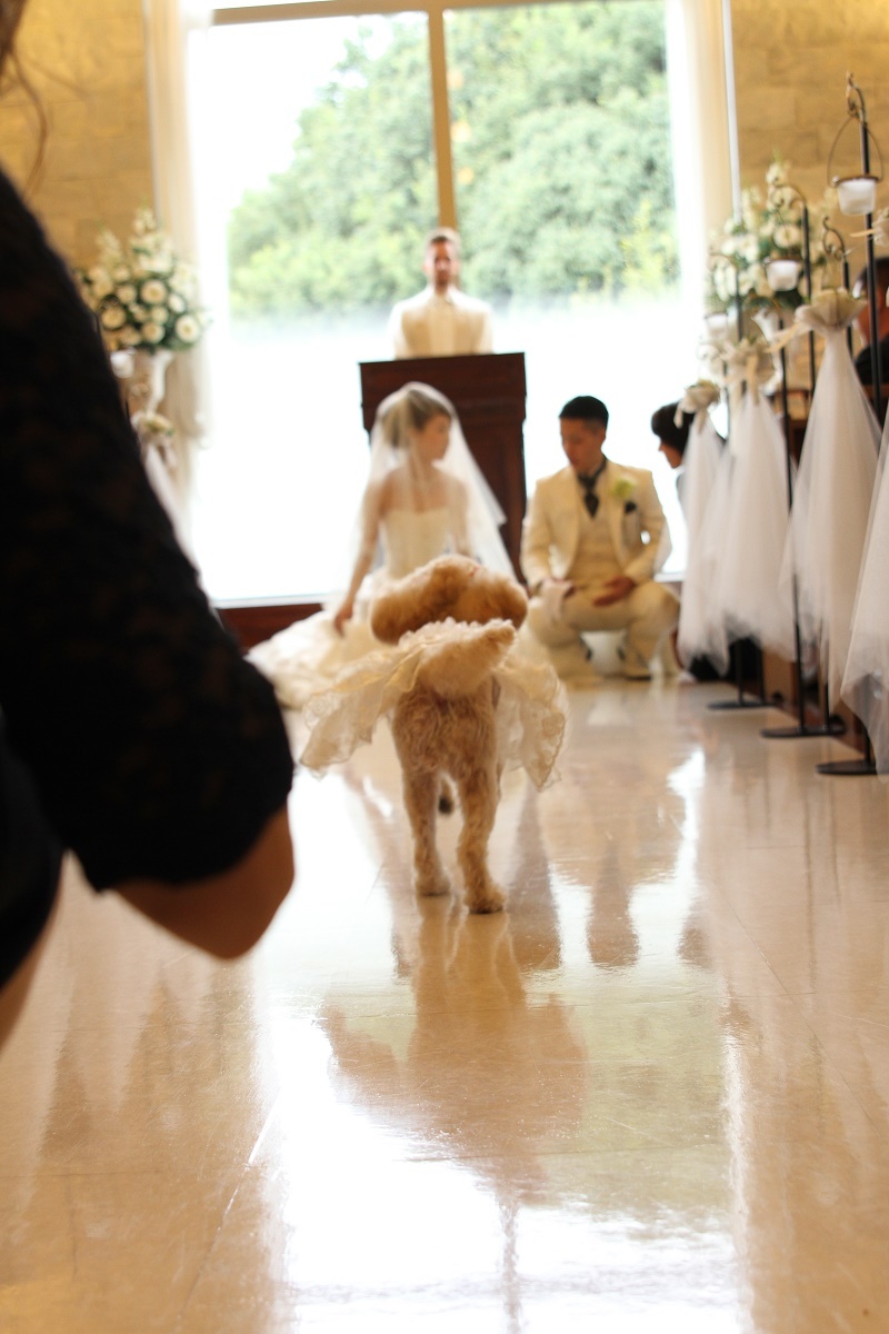 リングドッグ☆彡