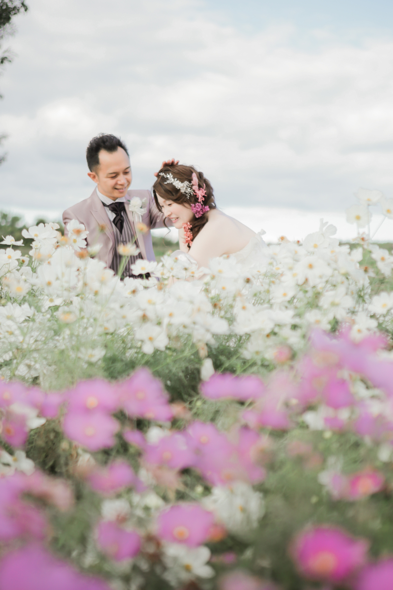 白とピンクのコスモスと