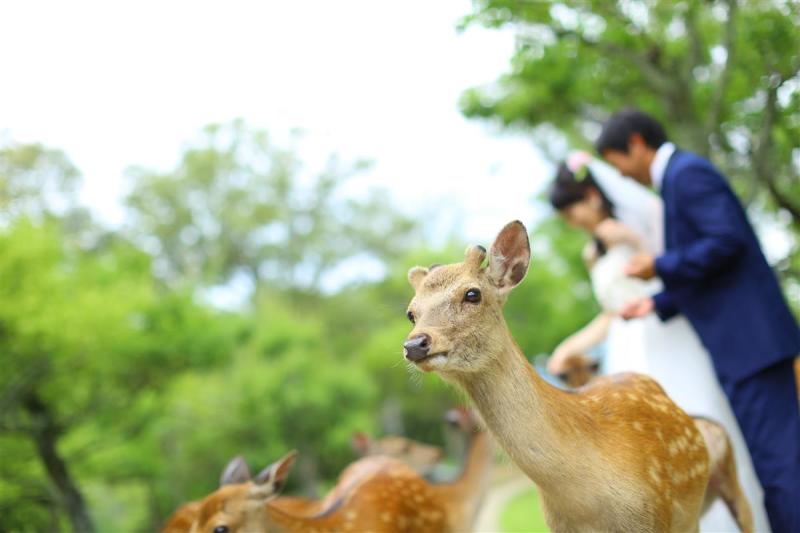 鹿と撮影がしたい！