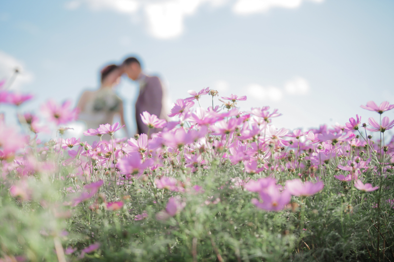 コスモス見ごろでしたね