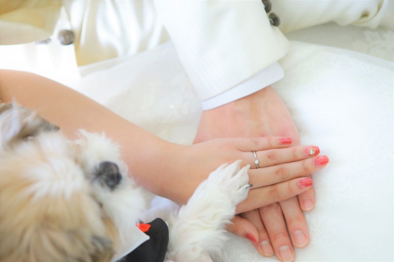 ペットと一緒フォト