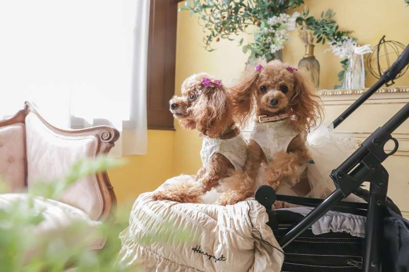 私たちも参加します＾－＾