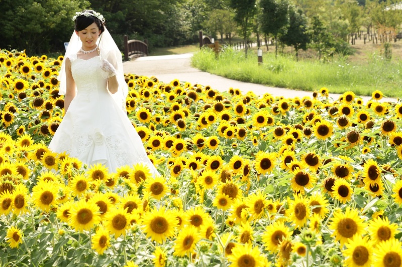 ひまわりに囲まれて・・・