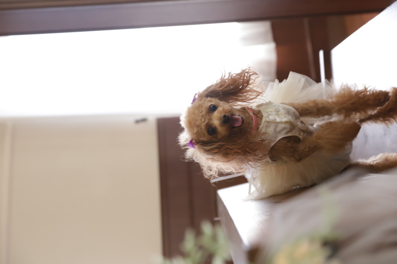 CLAIRE奈良店(チャペルクレール)_ペットと一緒に撮影できる