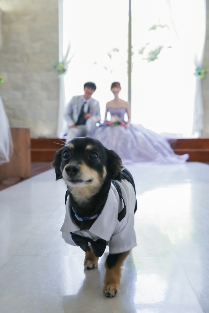 CLAIRE奈良店(チャペルクレール)_ペットと一緒に撮影できる