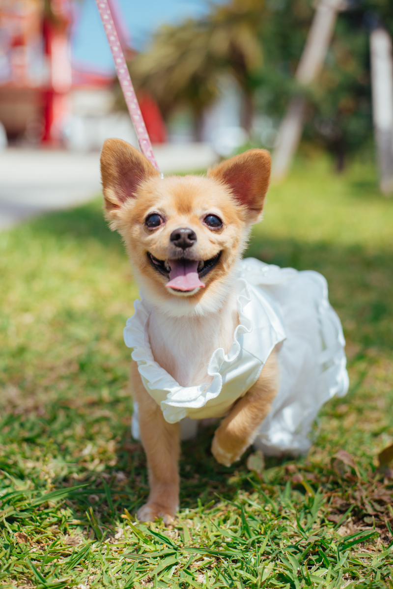 888Wedding_ペットと一緒に撮影できる