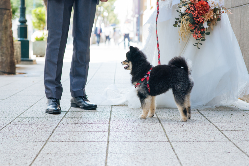 888Wedding_ペットと一緒に撮影できる