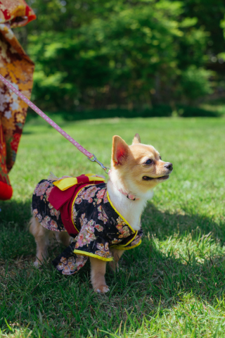 ペットとの撮影